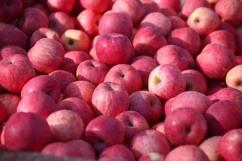 阿克苏苹果树的需肥特点及施肥